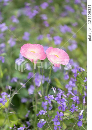 春の野に咲くポピー 春の野に咲くポピー 125309321