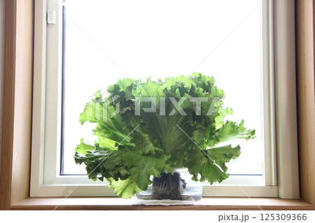 野菜のキッチン菜園(レタスの水耕栽培) 野菜のキッチン菜園(レタスの水耕栽培) 125309366