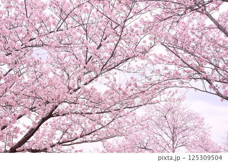 桜　春らんまん　春　お花見　 125309504