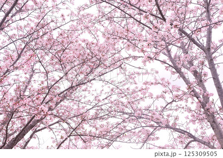 桜 春らんまん 春 お花見 桜 春らんまん 春 お花見 125309505