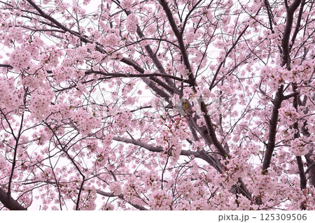 桜　春らんまん　春　お花見　 125309506