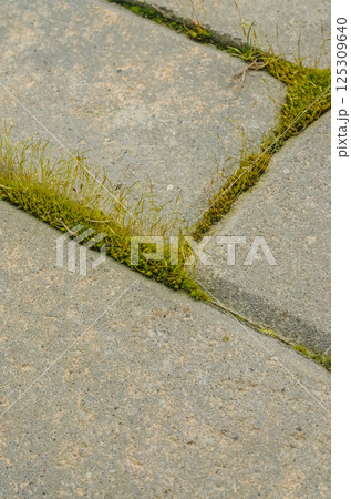 Green moss growing between concrete sidewalk bricks in spring season. High quality photo 125309640