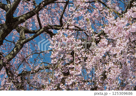 満開のしだれ桜 満開のしだれ桜 125309686