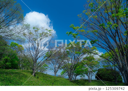 新緑の芽生え 新緑の芽生え 125309742