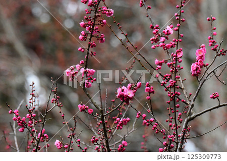 五分咲きのピンクの梅 五分咲きのピンクの梅 125309773