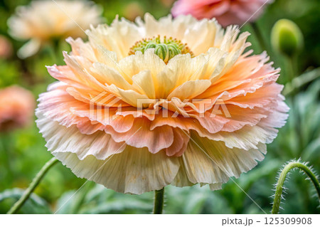 beautiful flowers in the garden 125309908