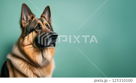 ミントグリーン背景に立つシェパード犬 125310100