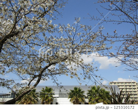 八分咲きのこじま花の会花畑桜並木のサクラ 八分咲きのこじま花の会花畑桜並木のサクラ 125310172