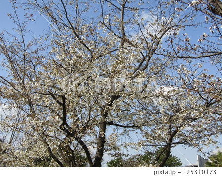 八分咲きのこじま花の会花畑桜並木のサクラ 八分咲きのこじま花の会花畑桜並木のサクラ 125310173