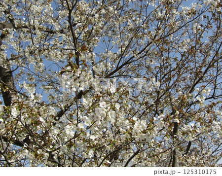 ほぼ満開のこじま花の会花畑桜並木のサクラ ほぼ満開のこじま花の会花畑桜並木のサクラ 125310175