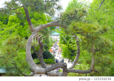 【東京】上野公園の月の松 125310238