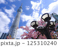 【東京】スカイツリーと桜 125310240