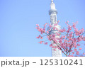 【東京】桜とスカイツリー 125310241