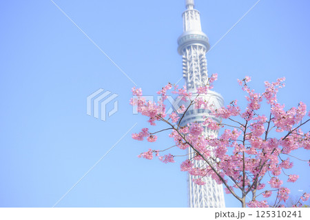 【東京】桜とスカイツリー 125310241