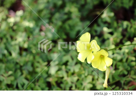 都会の片隅に咲く、オオキバナカタバミ 125310334