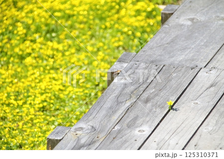 木道沿いに咲き乱れる、満開のキツネノボタンと板の隙間から可憐に一輪だけ顔をのぞかせるキツネノボタン 125310371