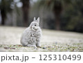 野ウサギ 125310499