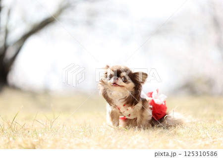 チワワ 125310586