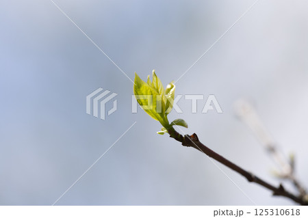 春の新芽 125310618