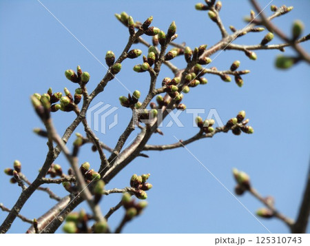 まだ固い蕾のこじま花の会花畑桜並木のサクラ 125310743