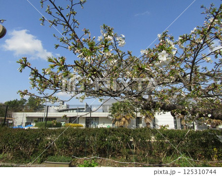 咲き始めたこじま花の会花畑桜並木のサクラ 125310744