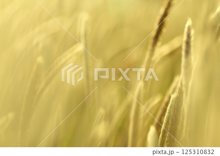 黄金色に輝く穂 125310832