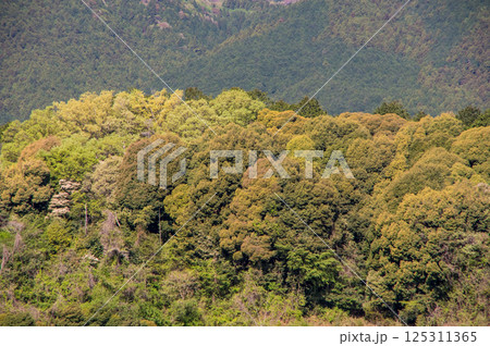春山【鈴鹿山麓・三重県 菰野町】 125311365