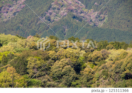 春山【鈴鹿山麓・三重県 菰野町】 春山【鈴鹿山麓・三重県 菰野町】 125311366