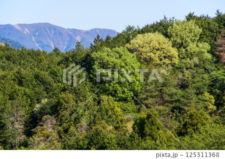 春山【鈴鹿山麓・三重県 菰野町】 125311368