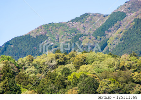 春山【鈴鹿山麓・三重県 菰野町】 125311369