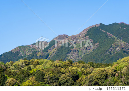春山【鈴鹿山麓・三重県 菰野町】 春山【鈴鹿山麓・三重県 菰野町】 125311371