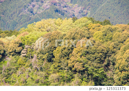 春山【鈴鹿山麓・三重県 菰野町】 125311373