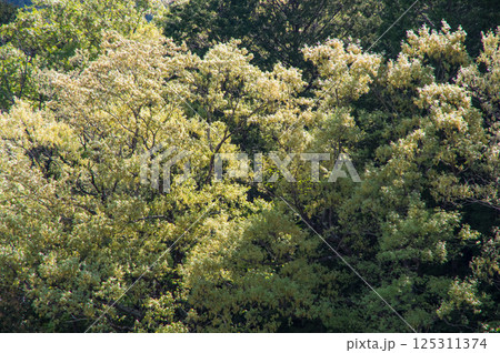 芽吹いた木々が鮮やかな春の山麓【鈴鹿山麓・三重県 菰野町】 芽吹いた木々が鮮やかな春の山麓【鈴鹿山麓・三重県 菰野町】 125311374
