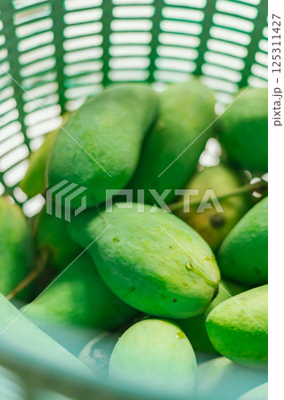 Mango collected in a crate. Mango collected in a crate. 125311427
