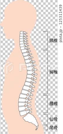 Spine Human body 125311439