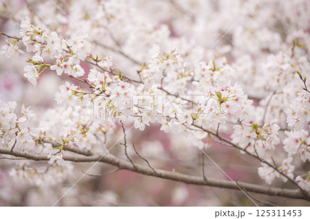 立岡自然公園の満開の桜 125311453
