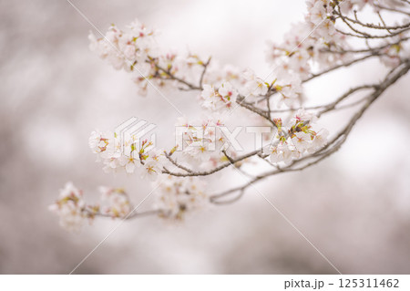 立岡自然公園の満開の桜 125311462