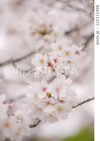 立岡自然公園の満開の桜 立岡自然公園の満開の桜 125311466