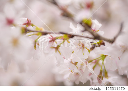 立岡自然公園の満開の桜 125311470