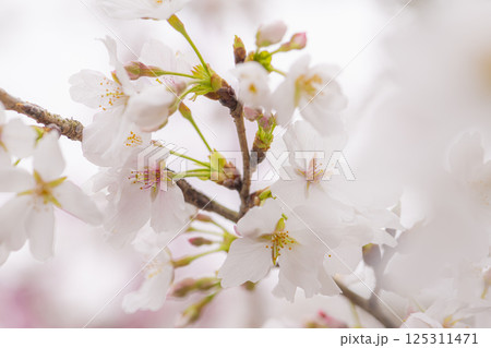 立岡自然公園の満開の桜 立岡自然公園の満開の桜 125311471