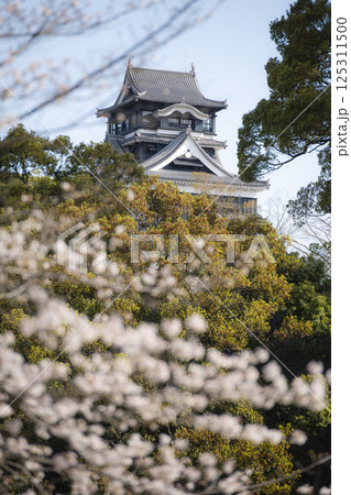 熊本城を背景に咲く桜 熊本城を背景に咲く桜 125311500