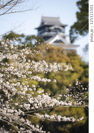熊本城を背景に咲く桜 125311501
