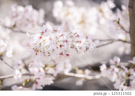 満開の桜に包まれる熊本城の春の並木道 125311502