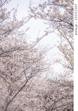 満開の桜に包まれる熊本城の春の並木道 125311507