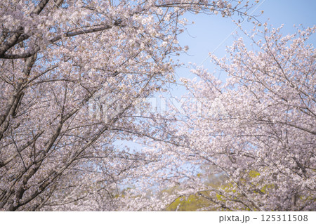 満開の桜に包まれる熊本城の春の並木道 125311508
