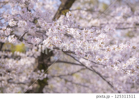 満開の桜に包まれる熊本城の春の並木道 125311511