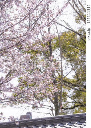 瓦屋根越しに咲く熊本城の桜の花 瓦屋根越しに咲く熊本城の桜の花 125311512