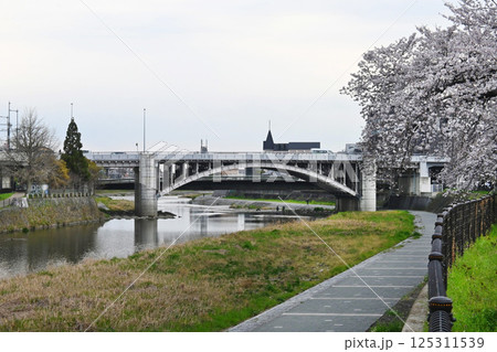 京都市南区鴨川 桜の回廊から望む東山橋 京都市南区鴨川 桜の回廊から望む東山橋 125311539
