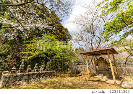桜咲く最明寺史跡公園の風景 125311599