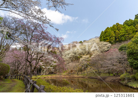 桜咲く最明寺史跡公園の風景 125311601